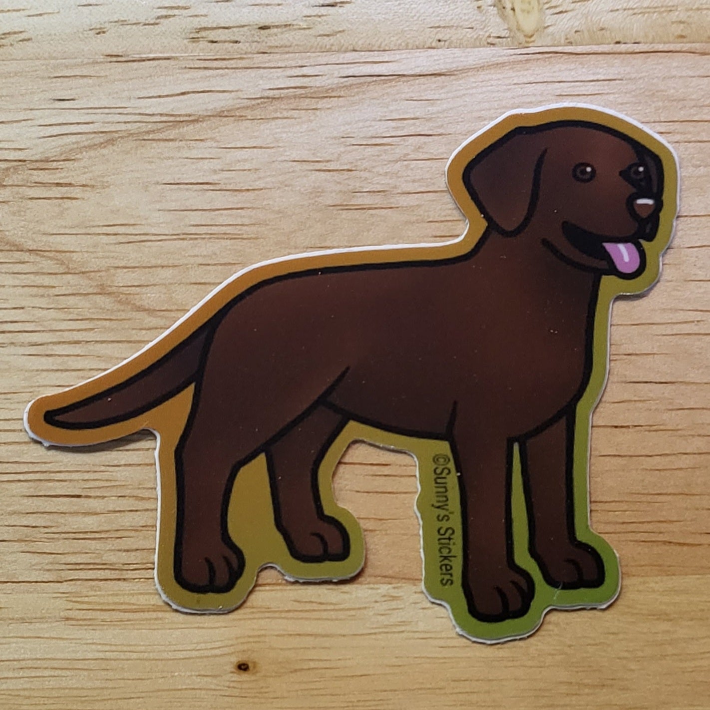 Labrador Retriever Chocolate