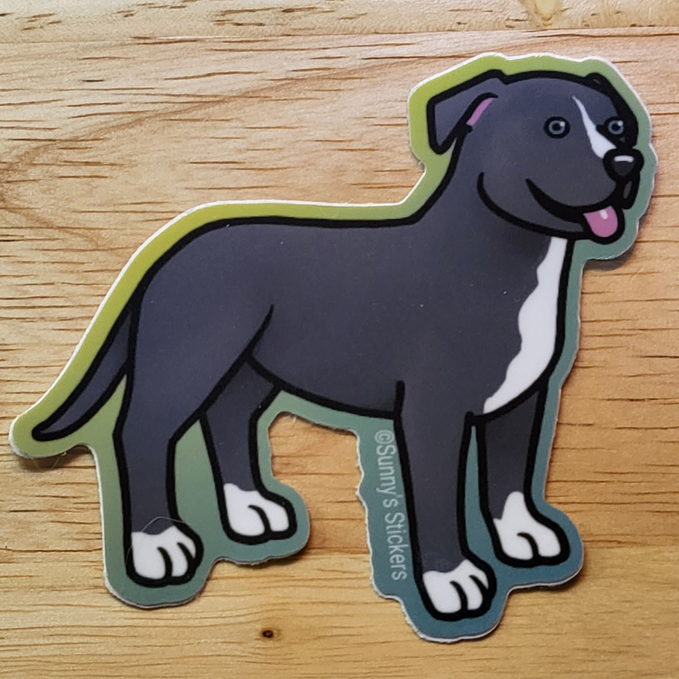 Pitbull Blue