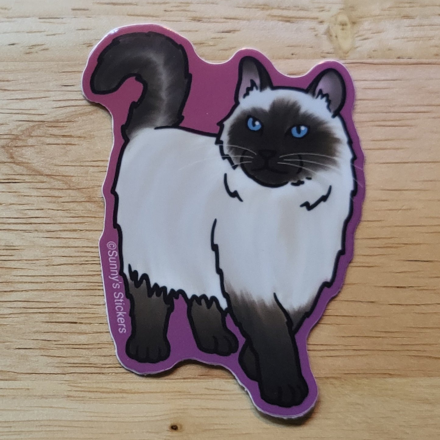 Long haired Himalayan