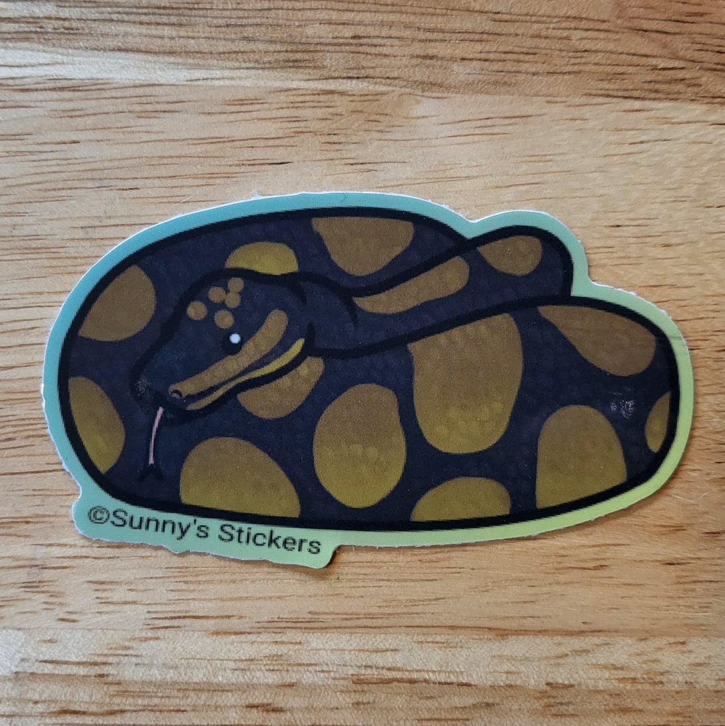 Ball Python Chocolate