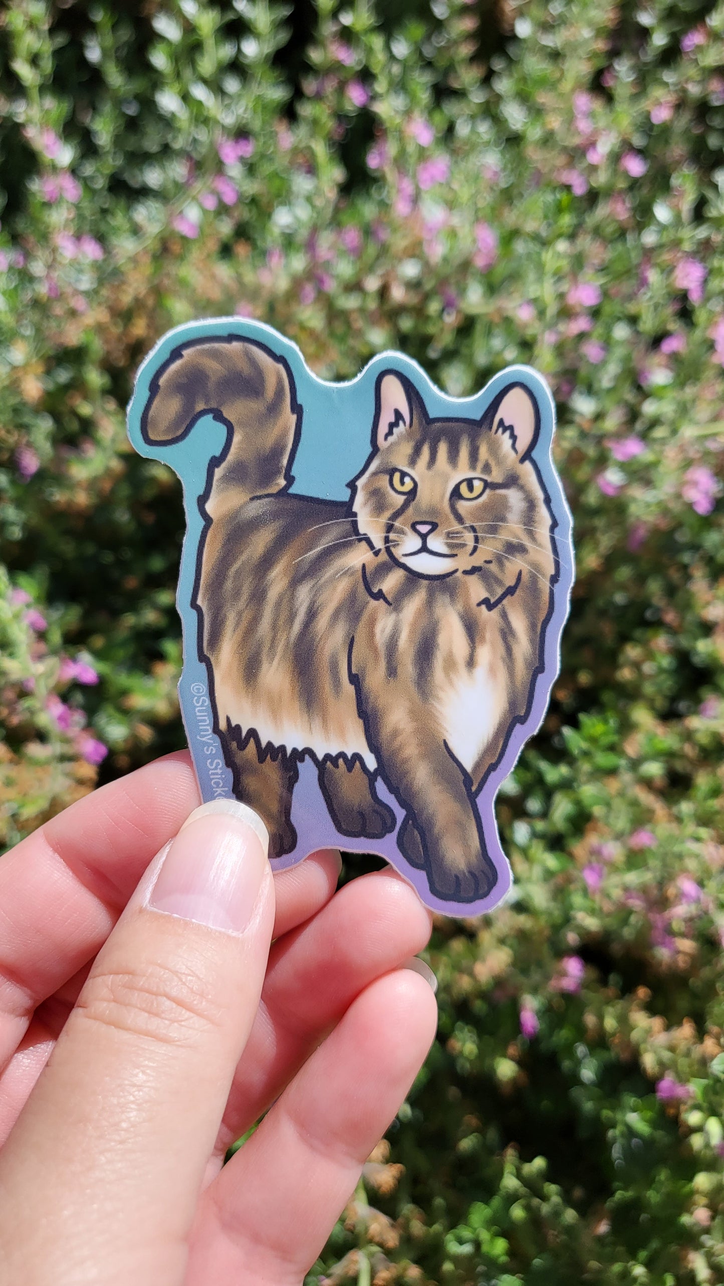 Long Haired Tabby