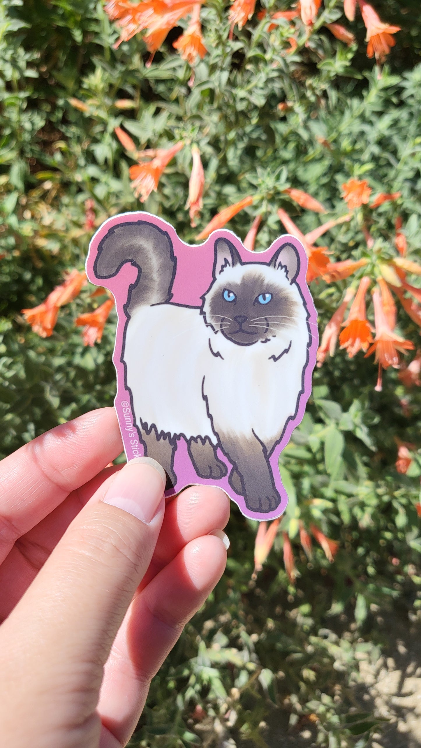 Long haired Himalayan