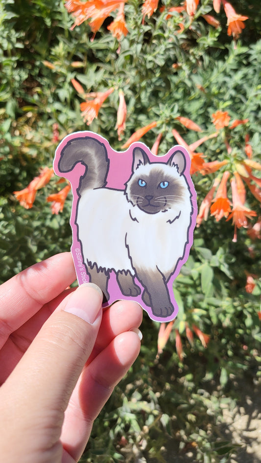 Long haired Himalayan