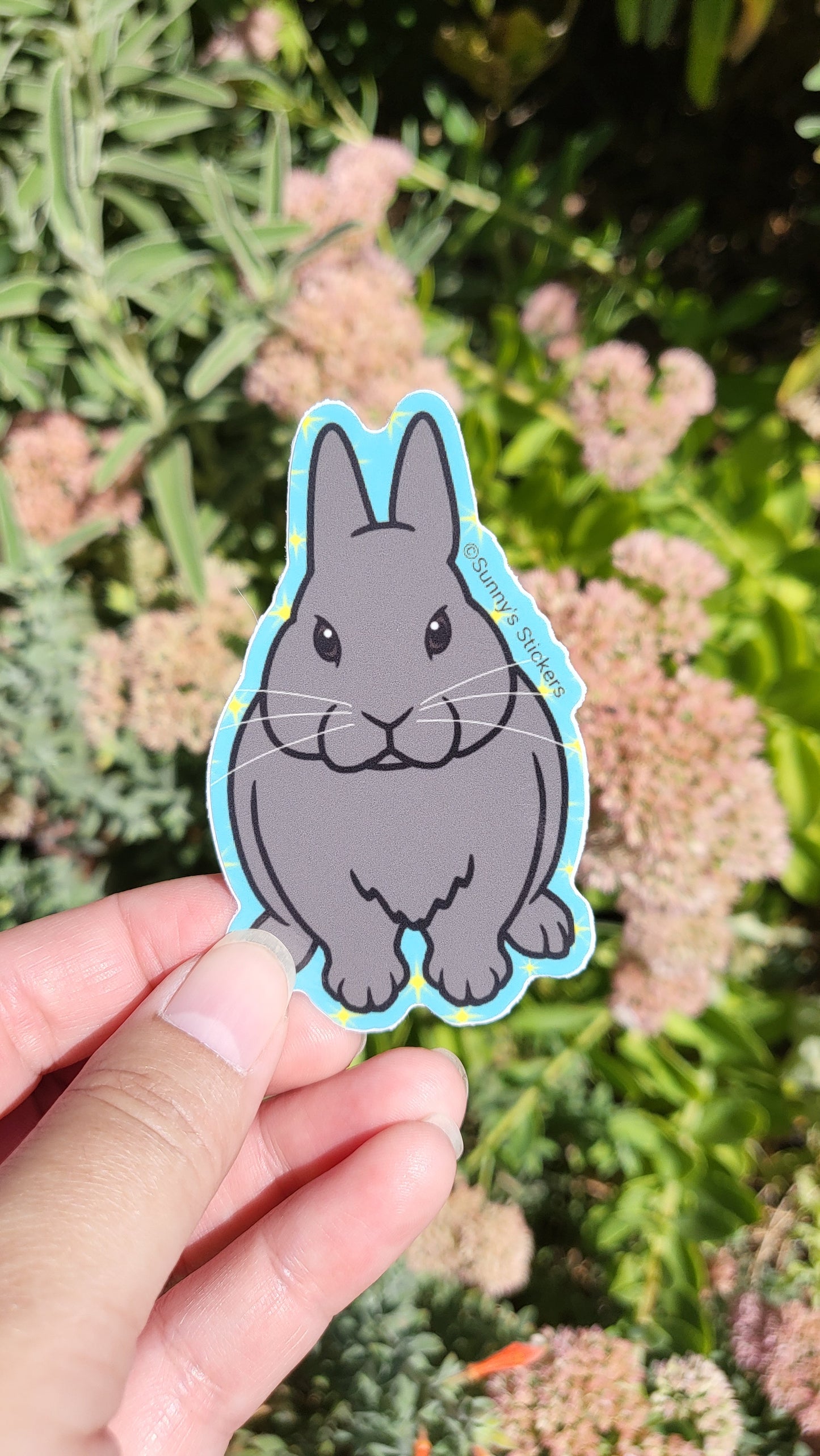 Dwarf Gray Rabbit