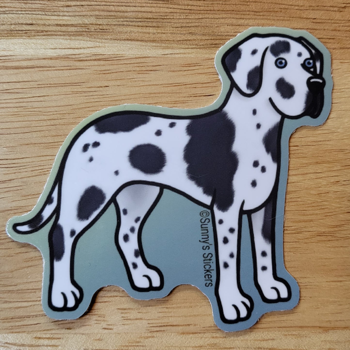 Great Dane Floppy Ear Spotted