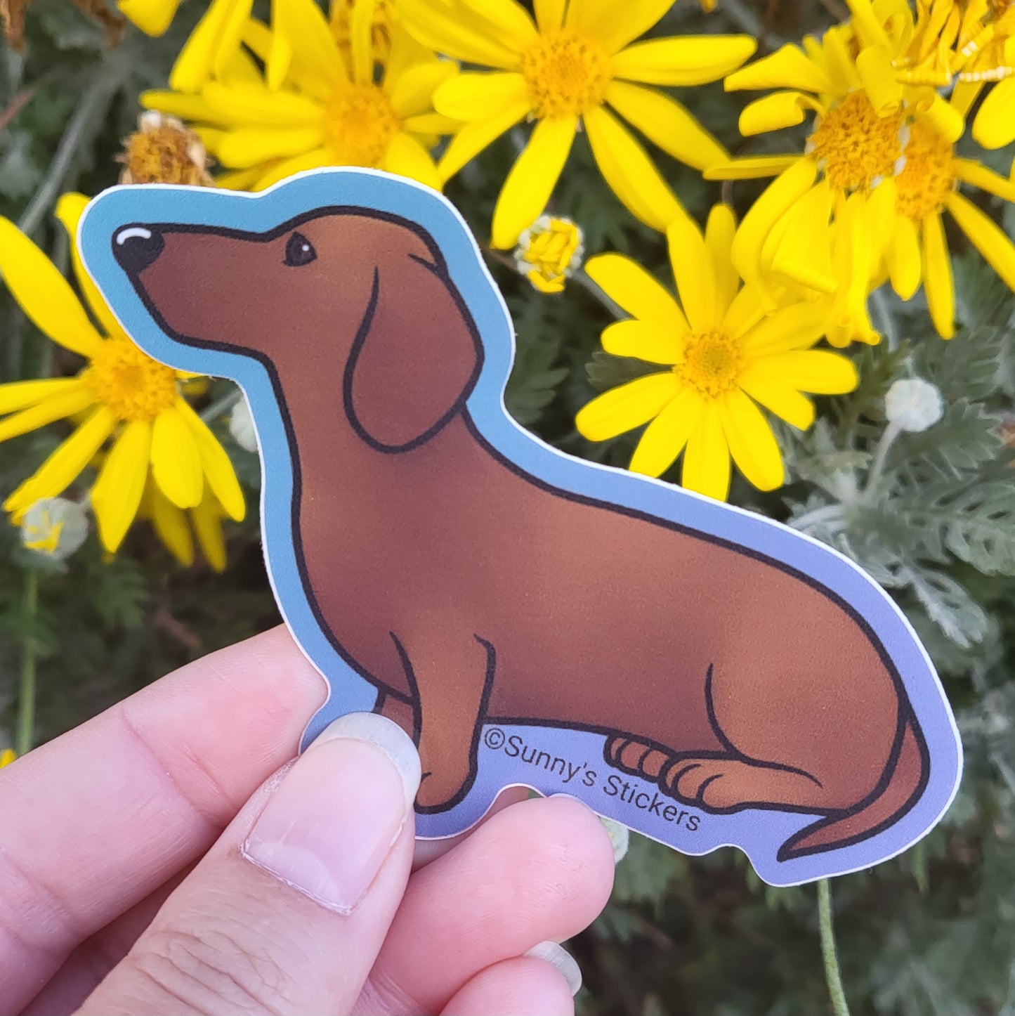 Dachshund Red