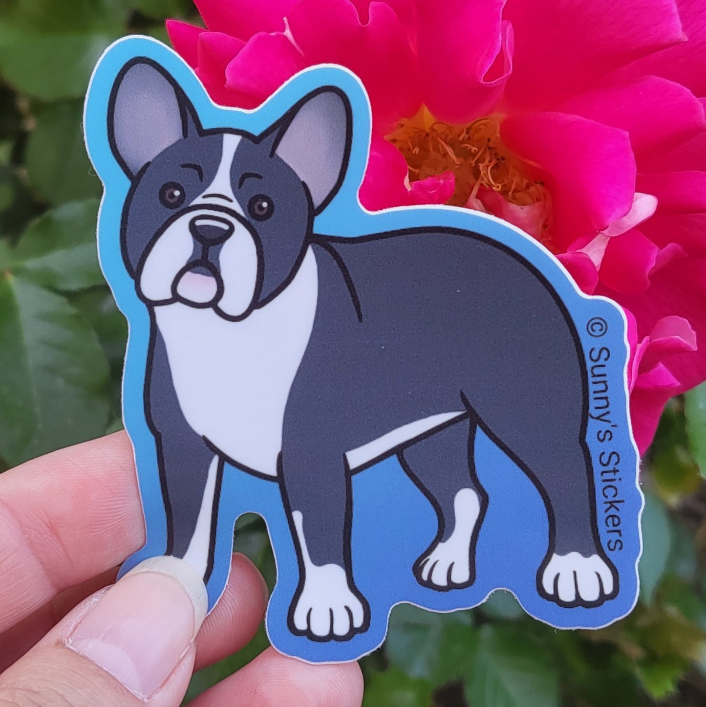 French Bulldog Blue