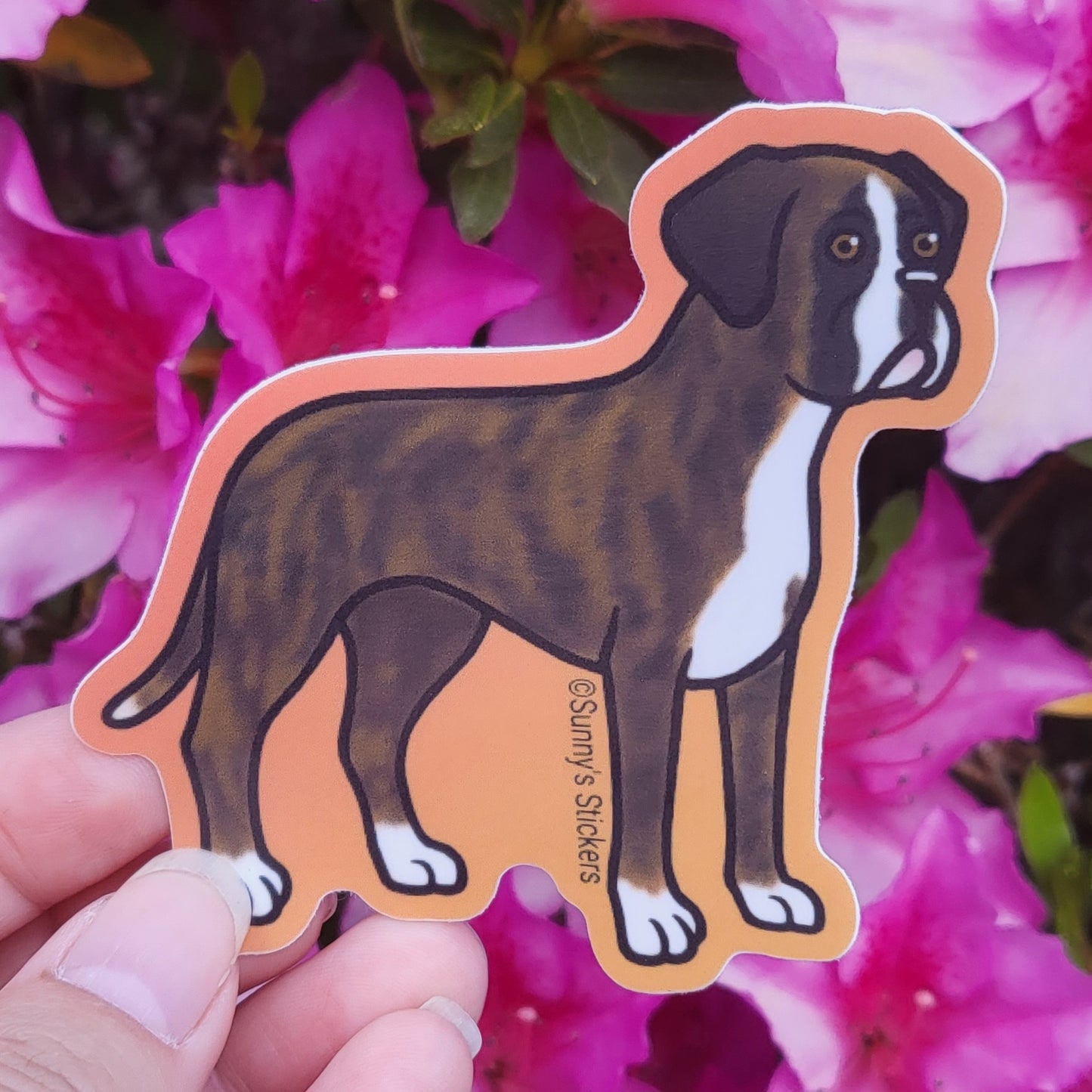 Boxer Brindle