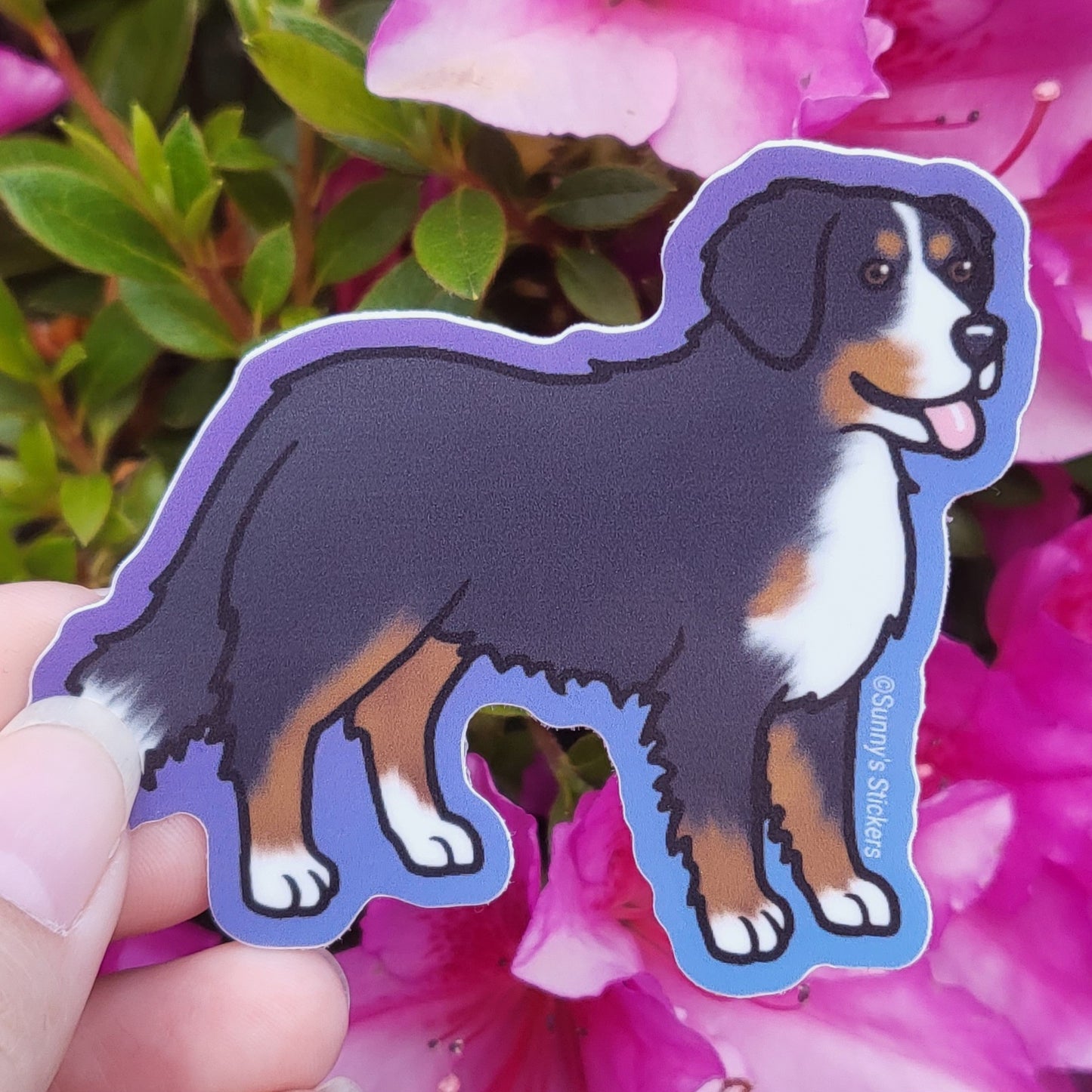 Bernese Mountain Dog