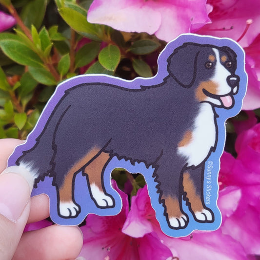 Bernese Mountain Dog