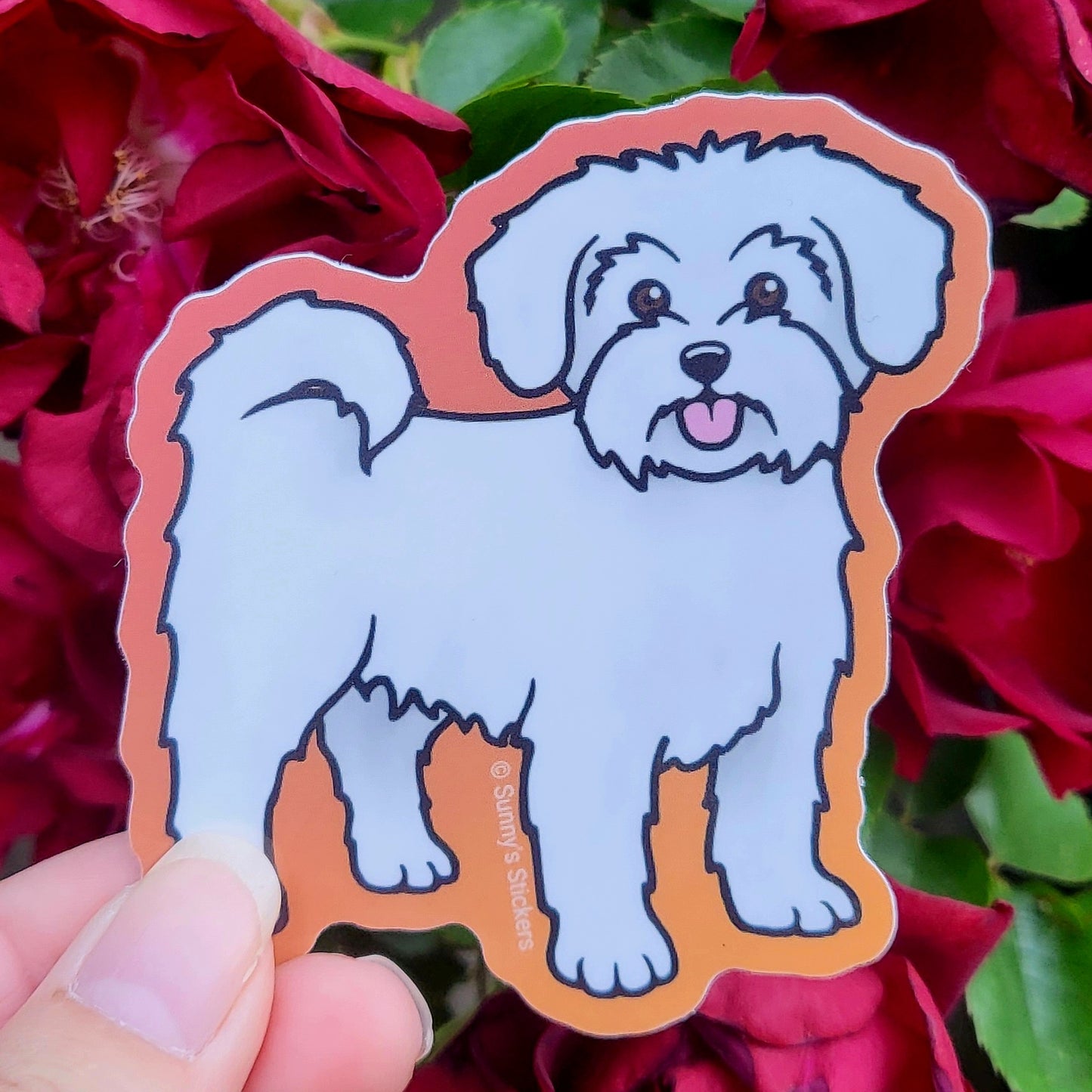 Maltese