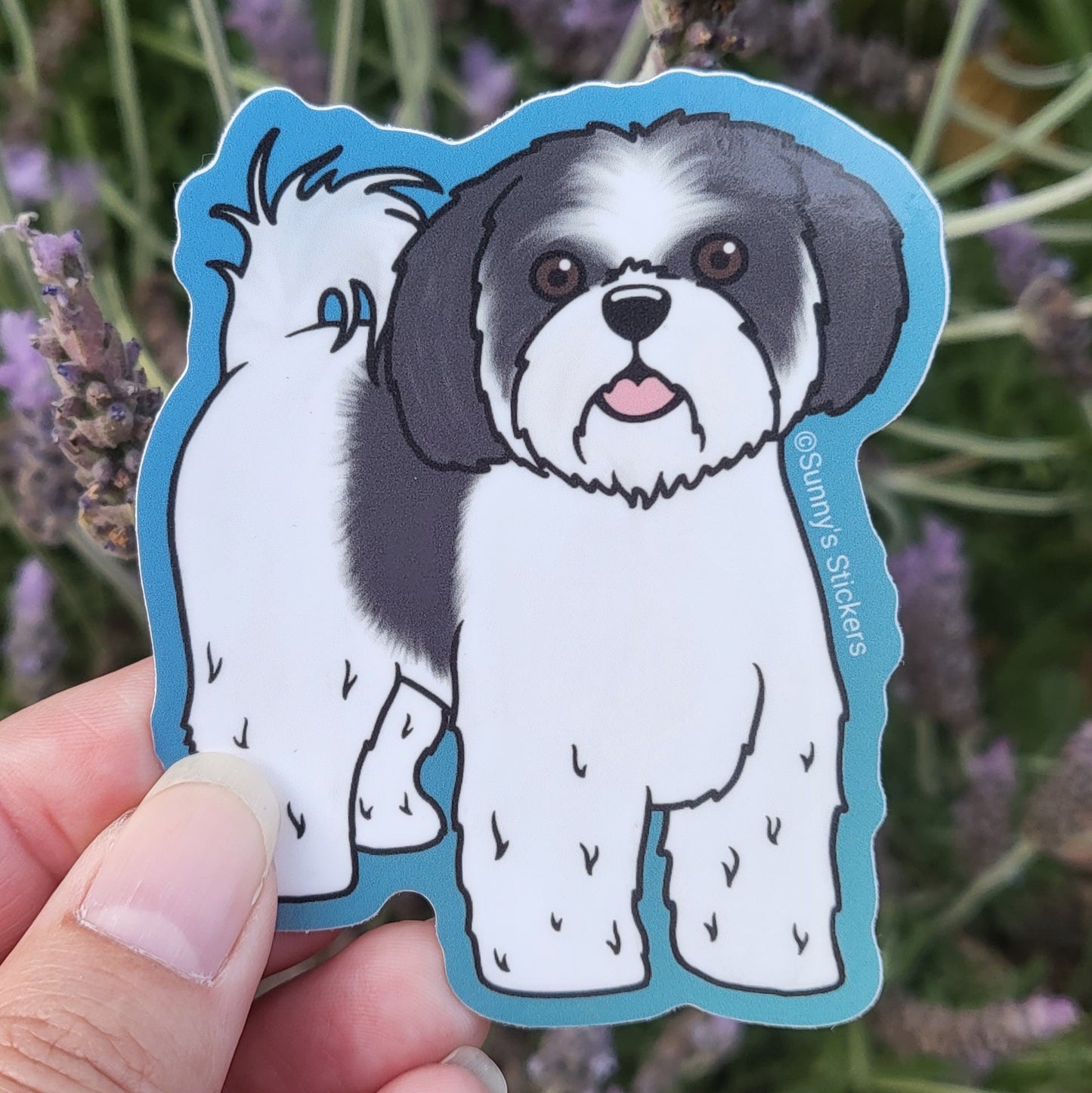 Shih Tzu Black