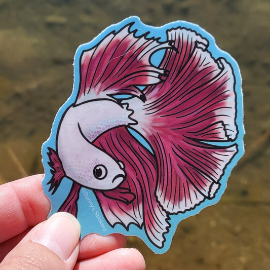 Betta Fish White