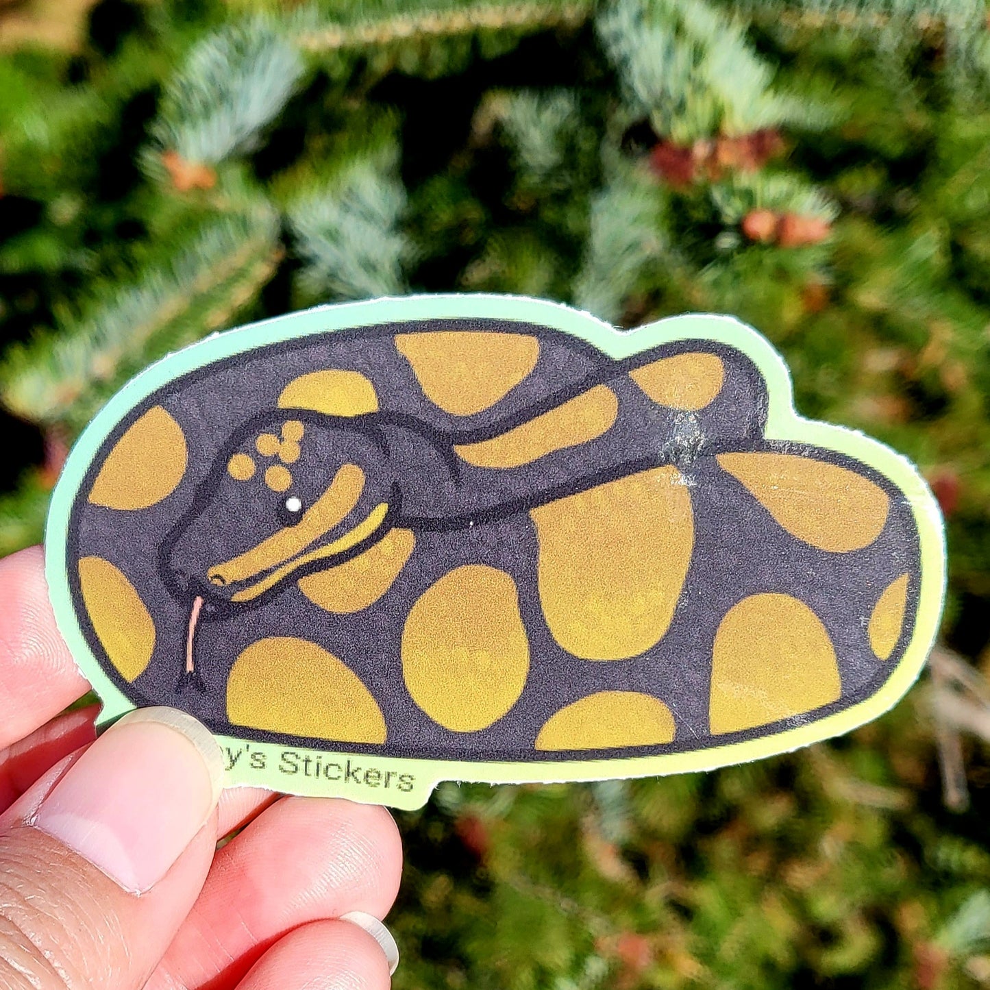 Ball Python Chocolate