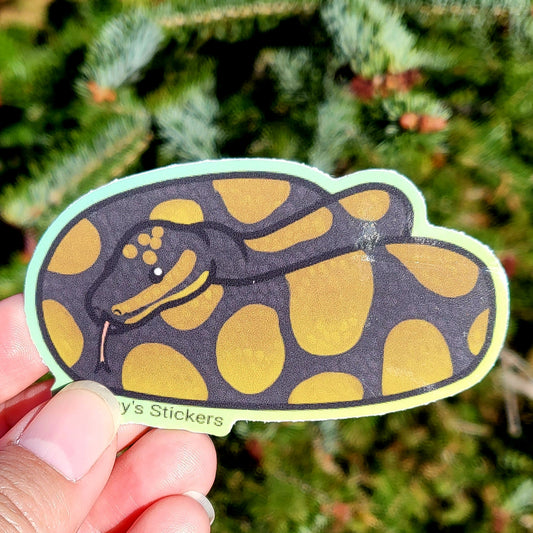 Ball Python Chocolate