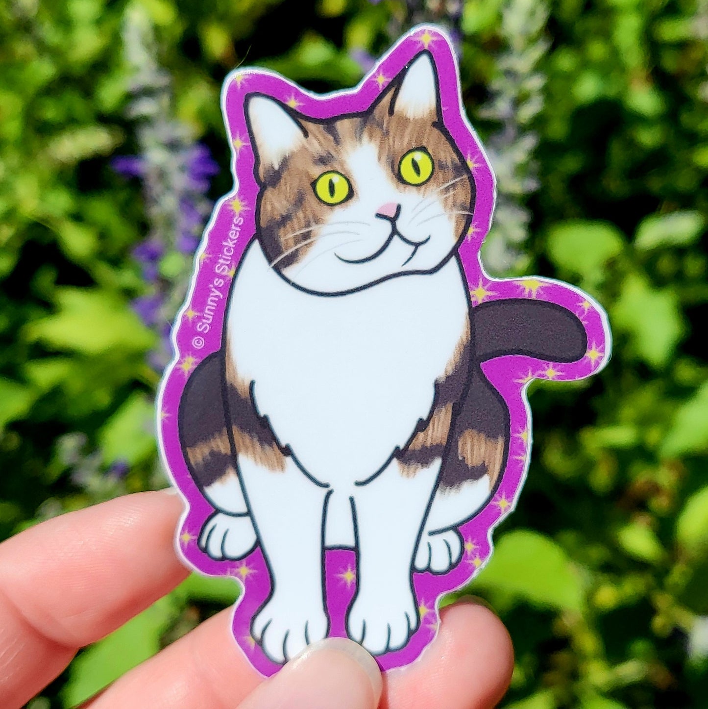Brown Tabby