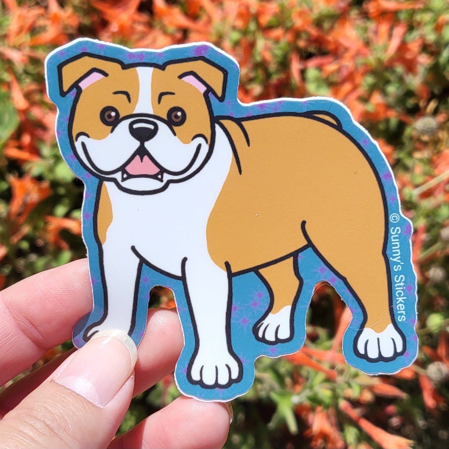 English Bulldog Red & White