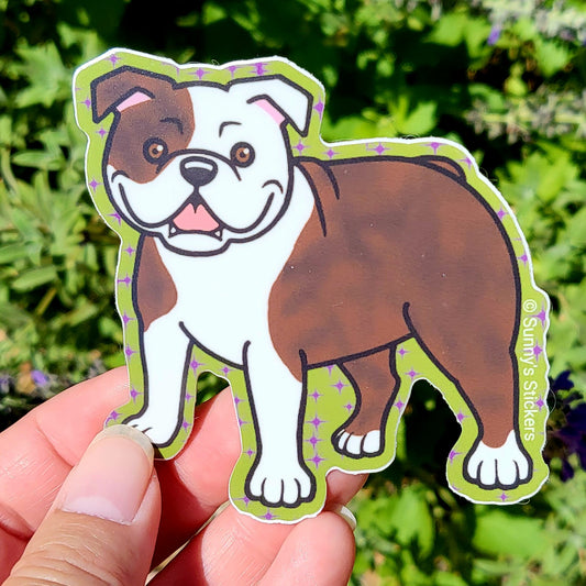 English Bulldog Brindle & White