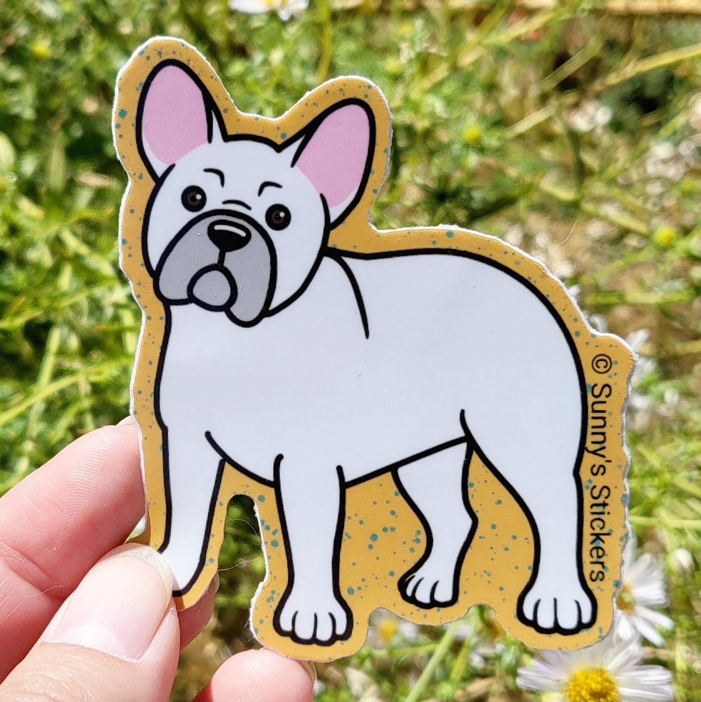 French Bulldog White
