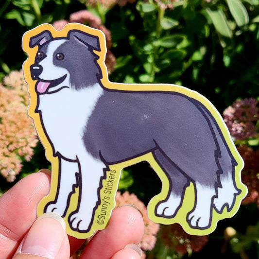 Border Collie Black