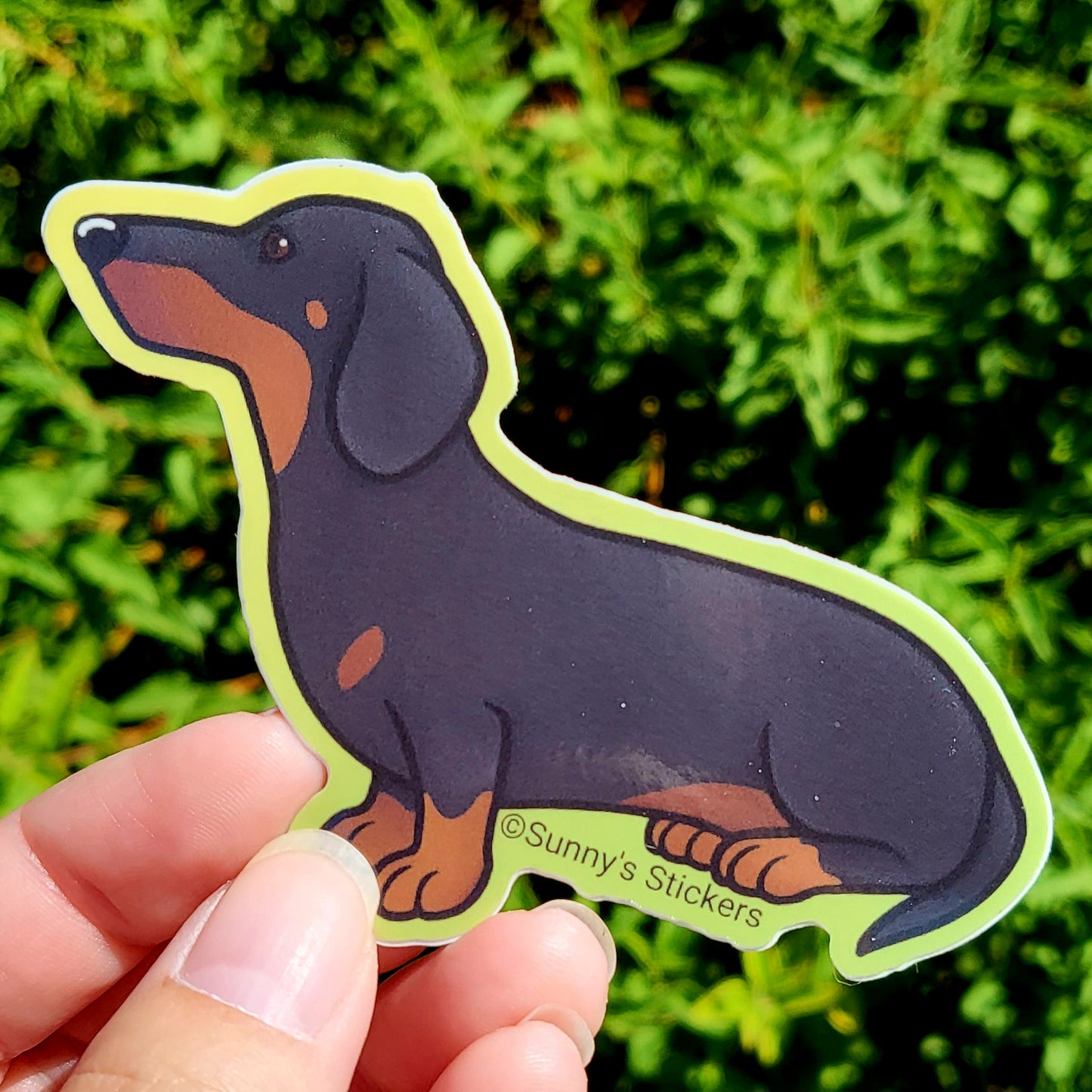 Dachshund Black & Tan