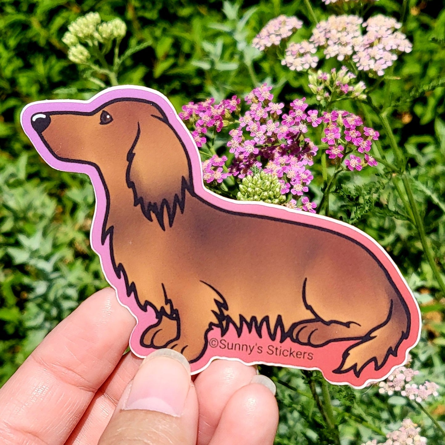 Dachshund Long Hair Red