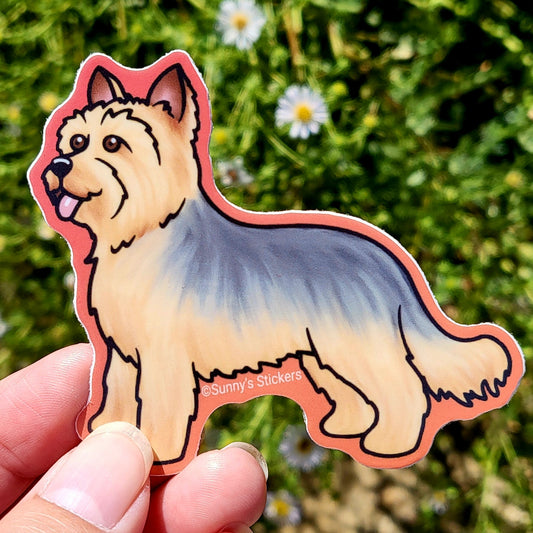 Yorkshire Terrier