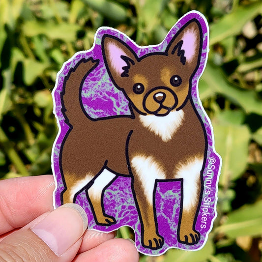 Chihuahua Chocolate
