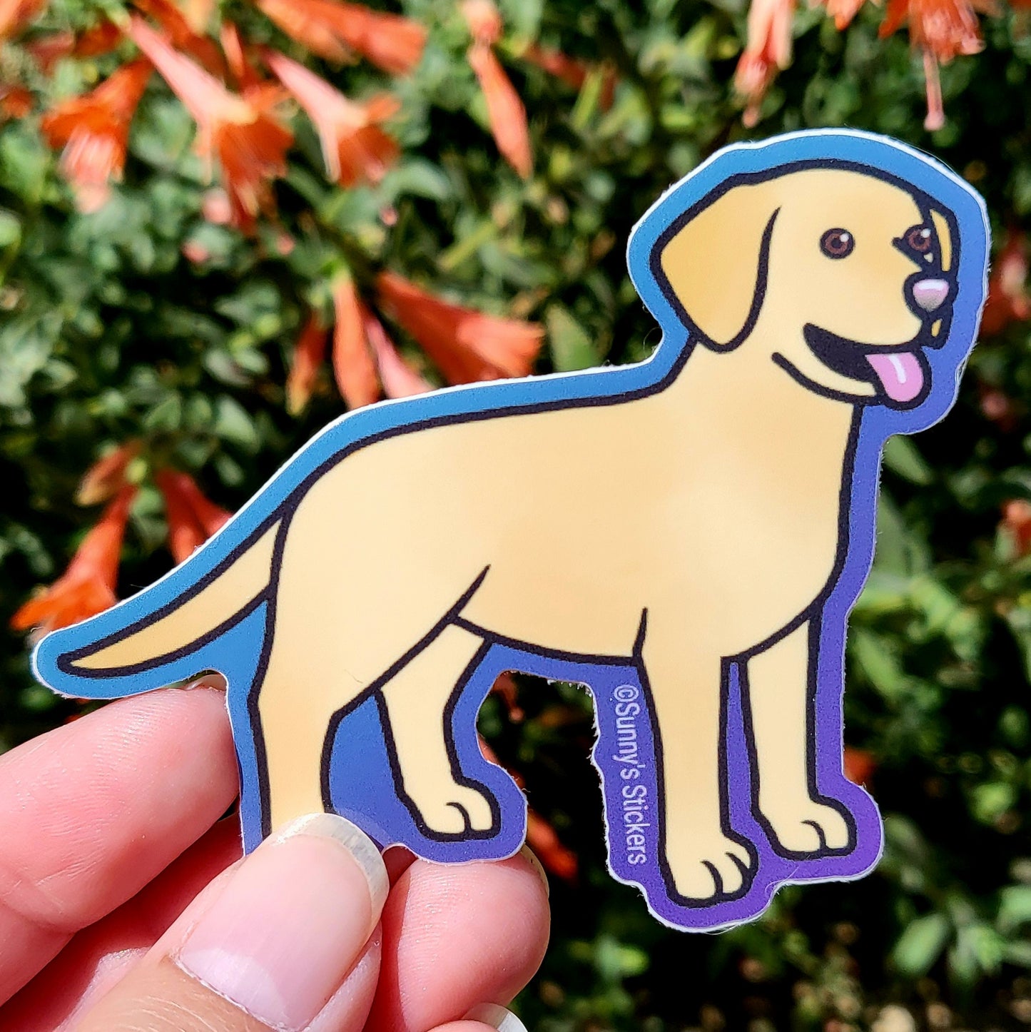 Labrador Retriever Yellow