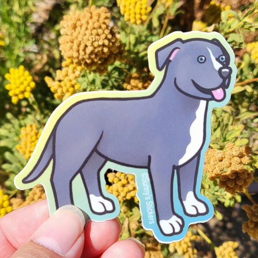 Pitbull Blue