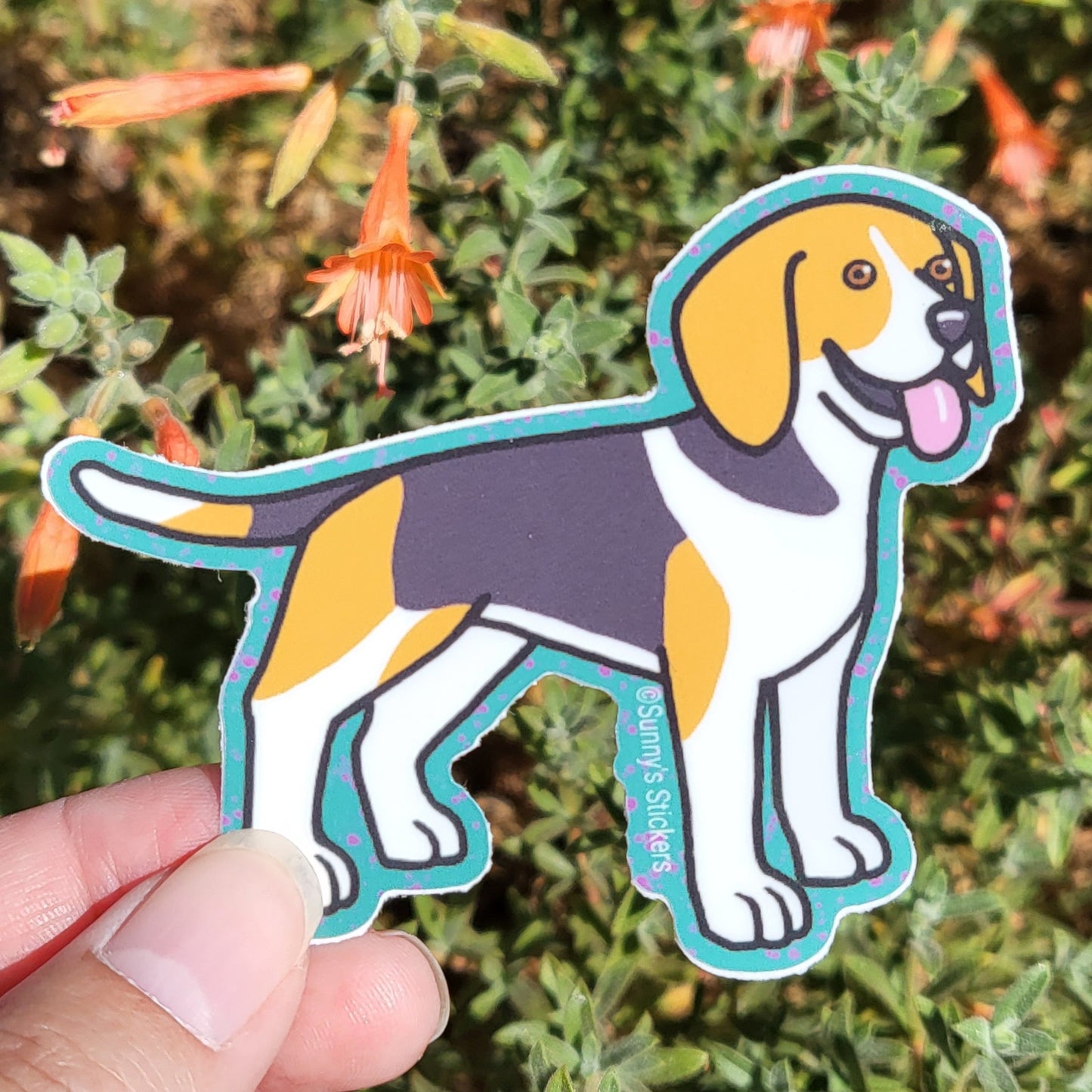 Beagle