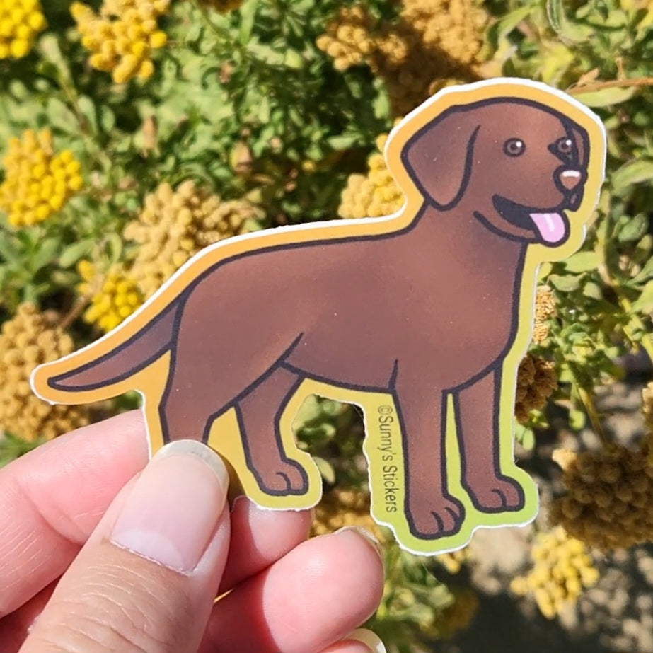 Labrador Retriever Chocolate