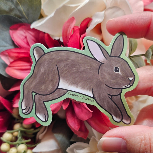 Brown Agouti Rabbit