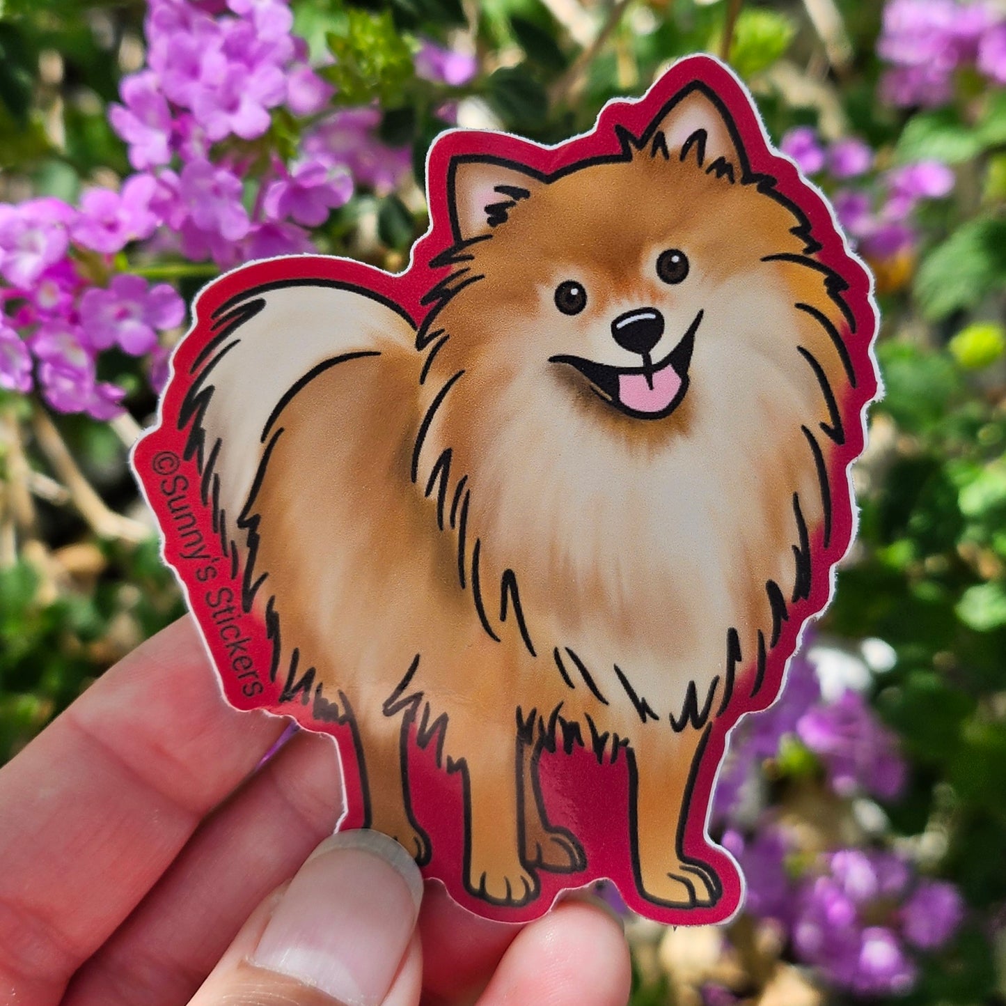 Pomeranian