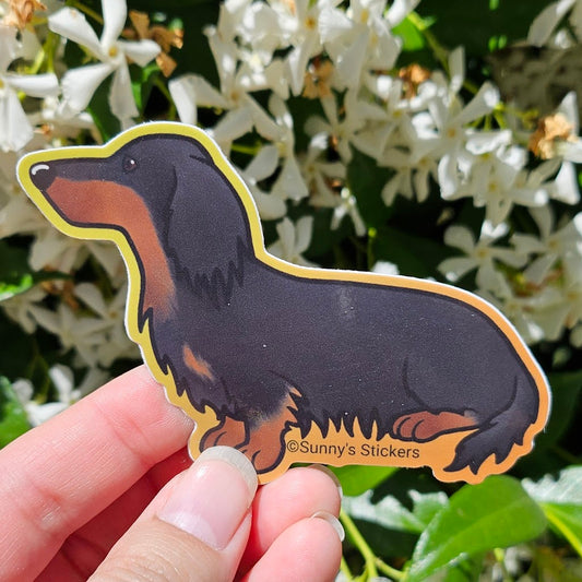Dachshund Long Hair Black