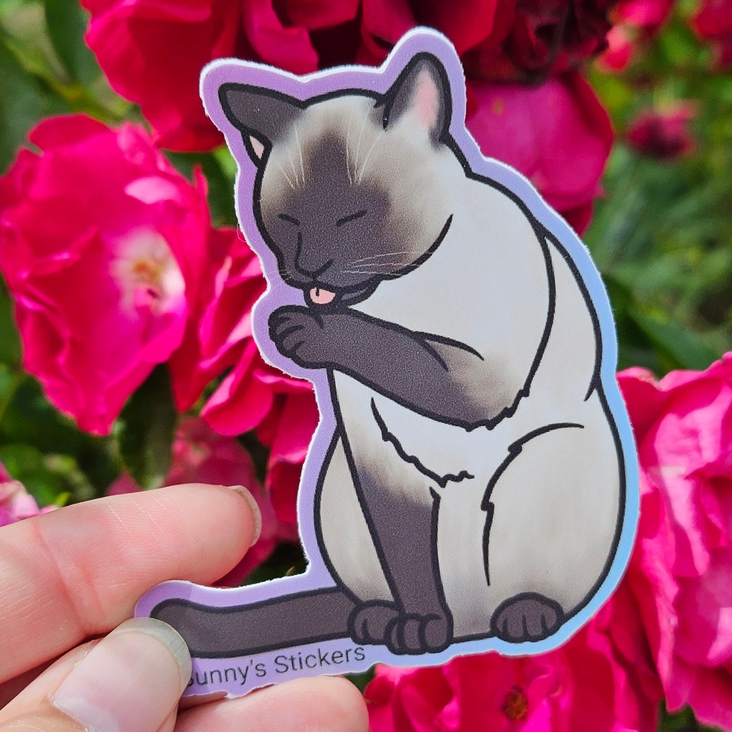 Licking Paw Siamese Cat