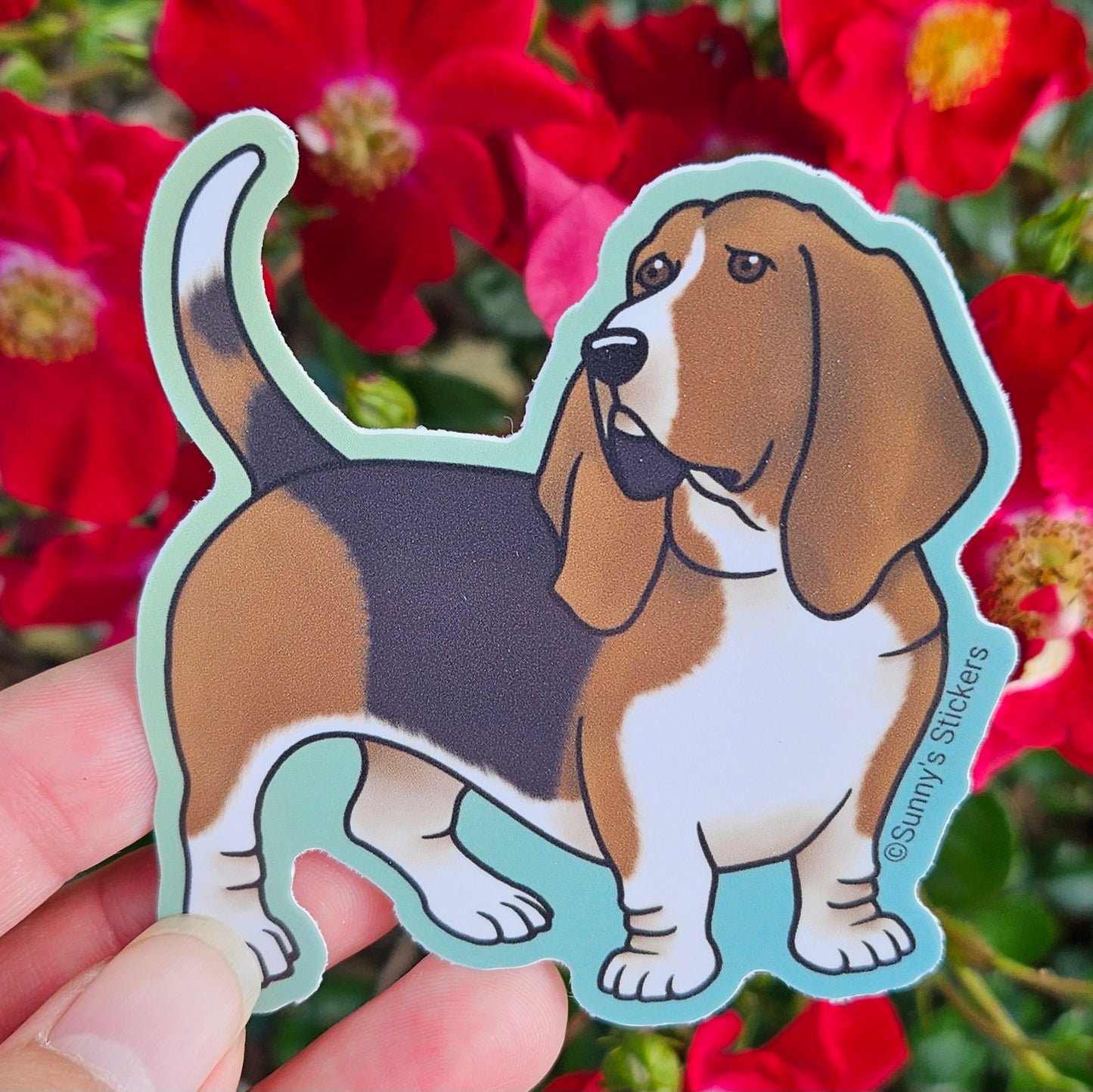 Basset Hound Tricolor